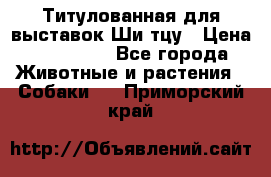 Титулованная для выставок Ши-тцу › Цена ­ 100 000 - Все города Животные и растения » Собаки   . Приморский край